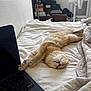 cat, bed, blanket, laptop, sleeping, furniture, indoor, cozy, white, black, fan, relaxing, soft, fur, paw, technology, room, rest, comfort, napping