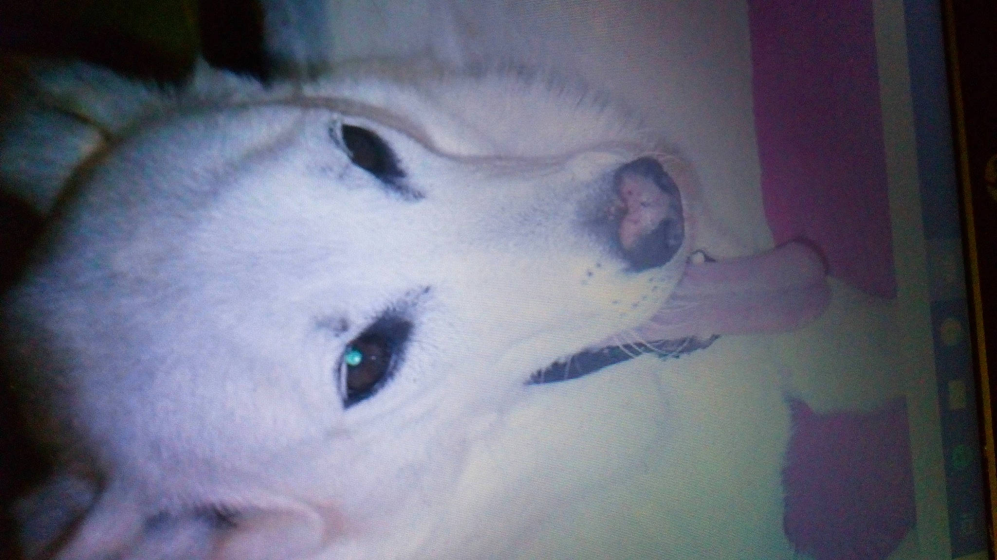 Schadow a rejoint le concours — aidez-le/la à gagner de superbes lots ! american_eskimo_dog, arctic_fox, canidae, carnivore, dog, dog_breed, eye, eyebrow, head, japanese_spitz, mouth, non_sporting_group, nose, samoyed, siberian_husky, skin, snout, wolfdog