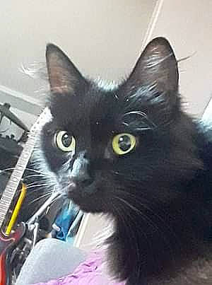 Mia participe au concours pour gagner de l'argent avec cette photo : asian, black_cat, bombay, carnivore, cat, domestic_long_haired_cat, domestic_short_haired_cat, felidae, kitten, korat, mammal, nebelung, norwegian_forest_cat, small_to_medium_sized_cats, snout, turkish_angora, vertebrate, whiskers