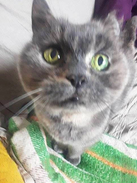 Neptune participe au concours pour gagner de l'argent avec cette photo : asian, british_semi_longhair, british_shorthair, carnivore, cat, chartreux, domestic_short_haired_cat, european_shorthair, eye, felidae, german_rex, iris, kitten, korat, mammal, nebelung, small_to_medium_sized_cats, snout, vertebrate, whiskers