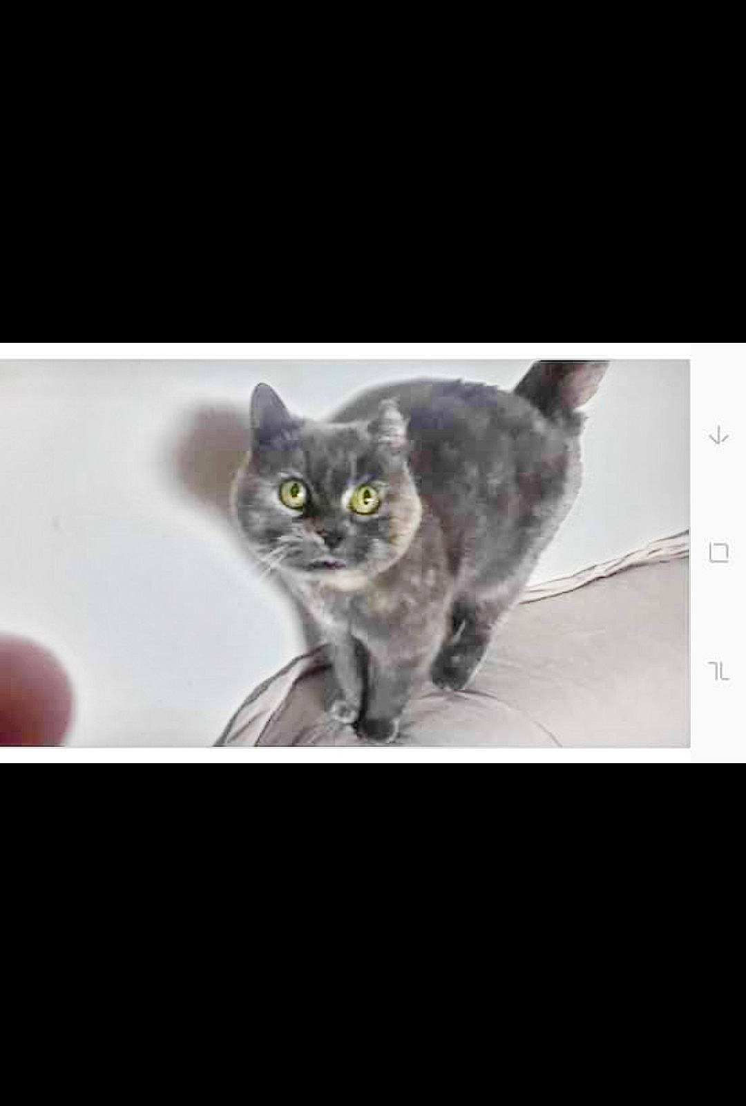 Neptune a rejoint le concours — aidez-le/la à gagner de superbes lots ! american_shorthair, asian, british_shorthair, carnivore, cat, chartreux, domestic_short_haired_cat, european_shorthair, felidae, kitten, korat, mammal, nebelung, photo_caption, russian_blue, small_to_medium_sized_cats, tabby_cat, whiskers