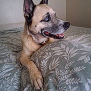 Bones is registered to the contest to win money with this photo: animal, bed, bedding, blanket, blue_eyes, canine, comfort, dog, ear, fur, home, indoor, mouth, paw, pet, portrait, relaxed, resting, side_view, teeth
