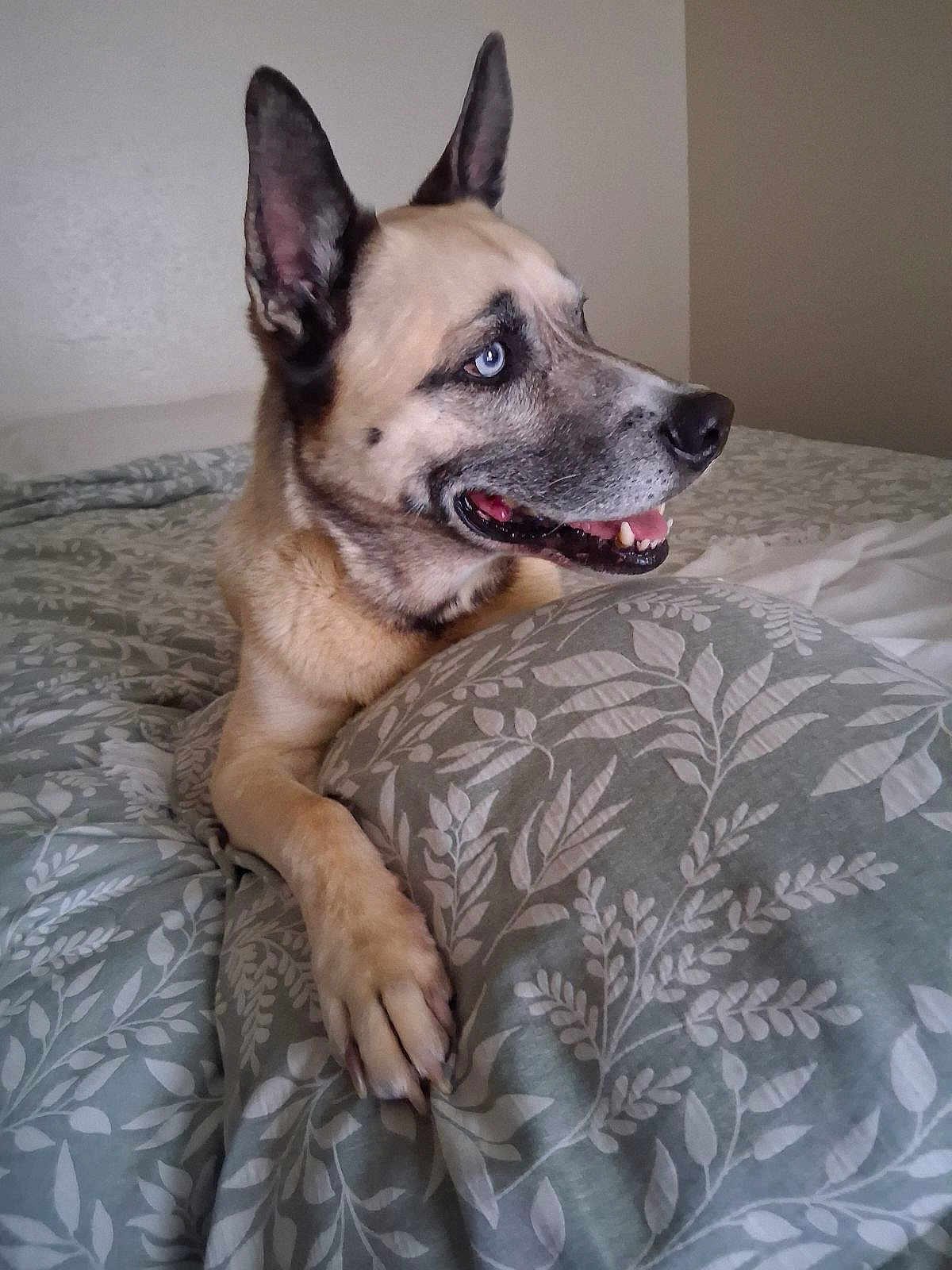 Bones is registered to the contest to win money with this photo: animal, bed, bedding, blanket, blue_eyes, canine, comfort, dog, ear, fur, home, indoor, mouth, paw, pet, portrait, relaxed, resting, side_view, teeth