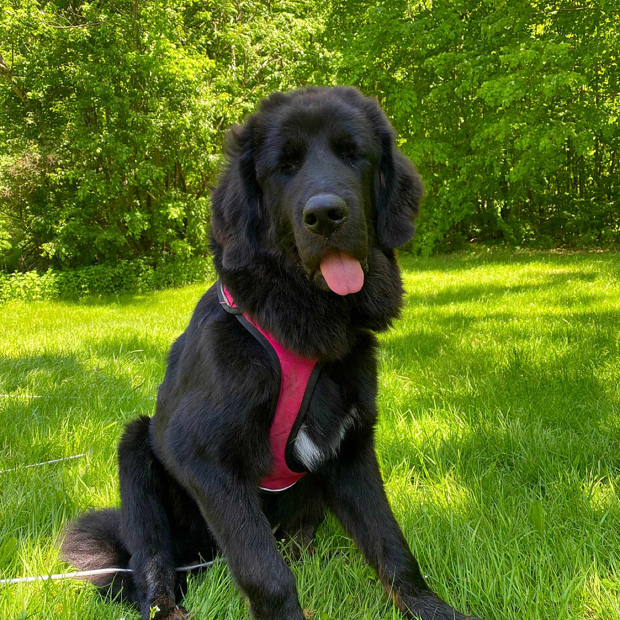 Rosita