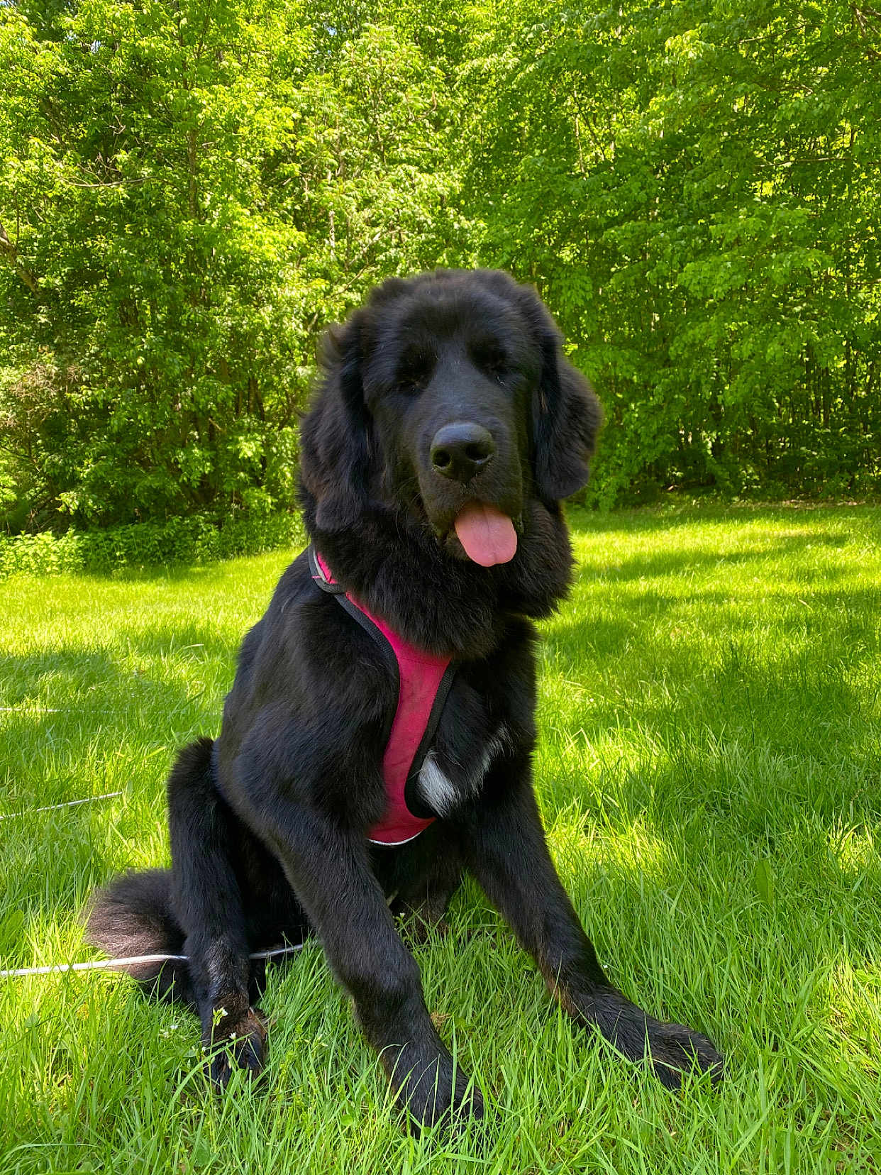 Rosita
