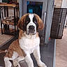 dog, puppy, saint_bernard, indoor, fireplace, metal_hearth, wood_logs, floor, fur, pet, animal, sitting, brown, white, black, ears, nose, paw, cute, home