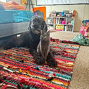 Baby Kitty is registered to the contest to win money with this photo: dog, cat, indoor, carpet, rug, colorful, pet, animal, furniture, bookshelf, decor, painting, cozy, floor, living_room, portrait, companion, cute, household, carpeted_floor