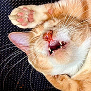 Peanut joined the competition — help win amazing prizes! cat, ginger_cat, paw, pink_pads, teeth, whiskers, close_up, pet, animal, sleeping, cute, feline, fur, relaxed, mouth_open, indoor, resting, playful, face, nose