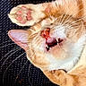 cat, ginger_cat, paw, pink_pads, teeth, whiskers, close_up, pet, animal, sleeping, cute, feline, fur, relaxed, mouth_open, indoor, resting, playful, face, nose