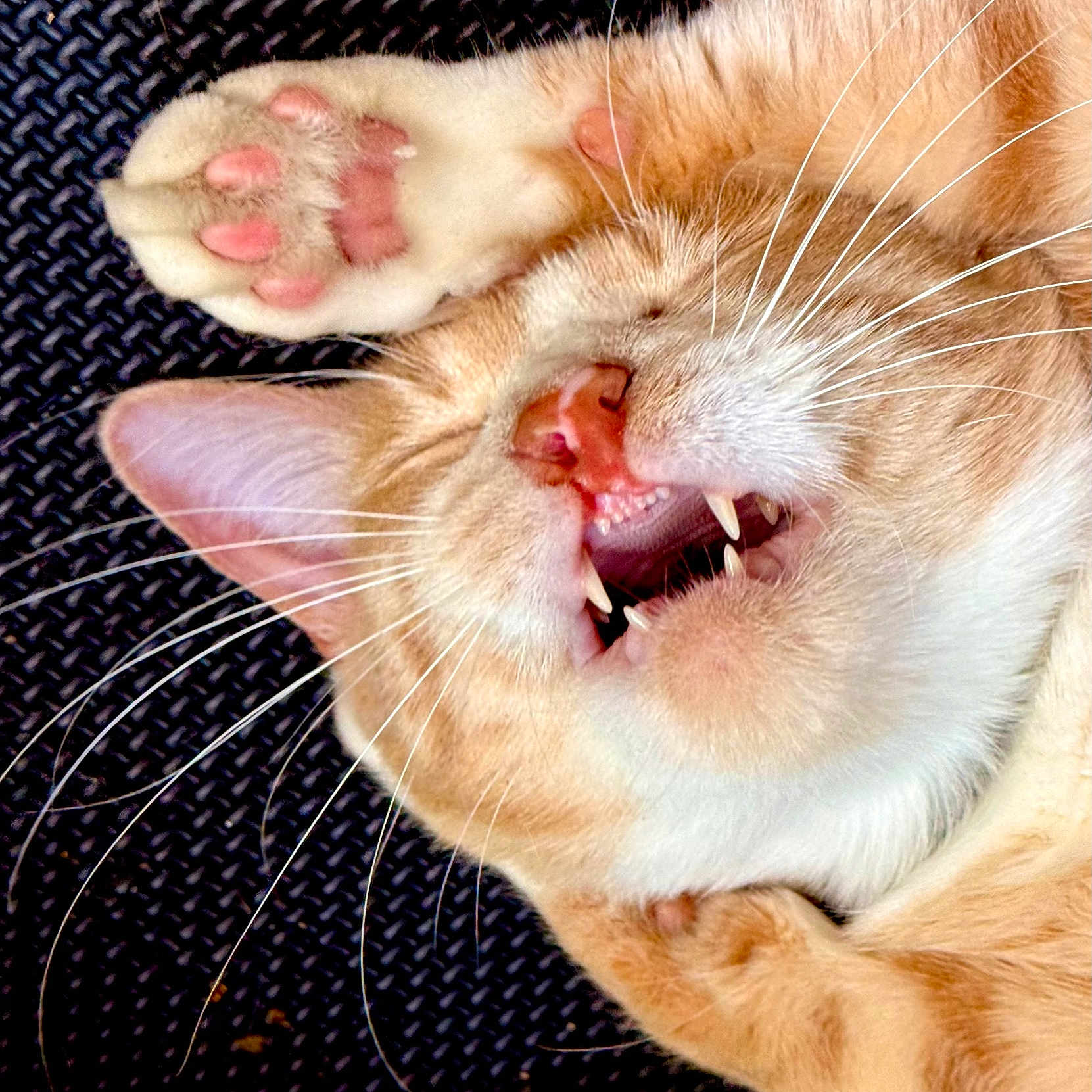 Peanut