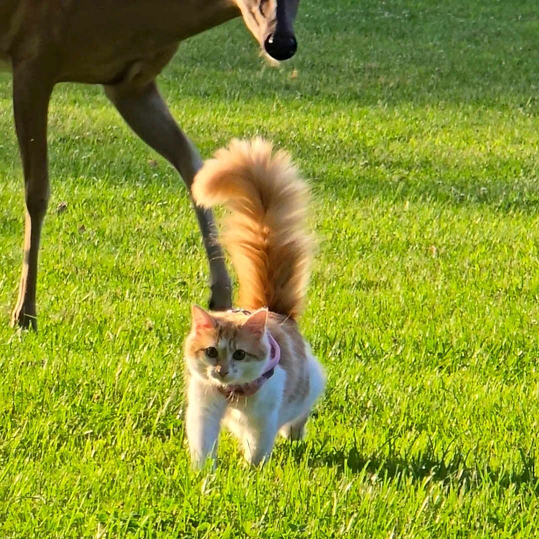 Mimmy joined the competition — help win amazing prizes! animal, cat, collar, curious, cute, daytime, deer, field, friendship, fur, grass, green, mammal, nature, outdoor, pet, sunlight, tail, walking, wildlife