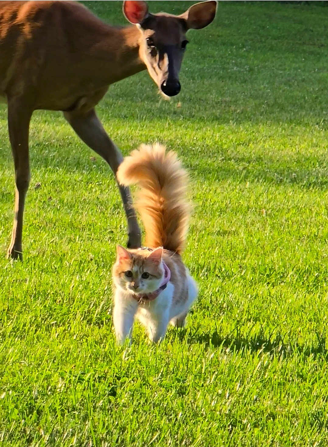 Mimmy joined the competition — help win amazing prizes! cat, deer, grass, outdoor, animal, mammal, nature, sunlight, field, tail, walking, fur, collar, wildlife, green, daytime, cute, curious, pet, friendship