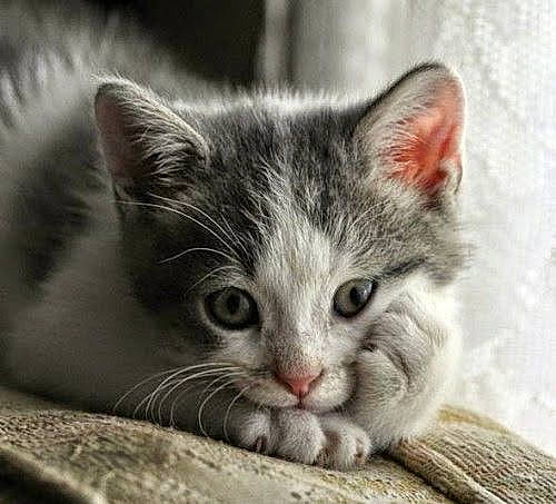 Kate joined the competition — help win amazing prizes! carnivore, cat, claw, close_up, comfort, domestic_short_haired_cat, eye, felidae, fur, head, paw, photo_caption, photography, small_to_medium_sized_cats, snout, whiskers