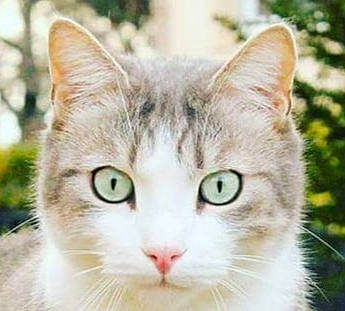 Chopin a rejoint le concours — aidez-le/la à gagner de superbes lots ! aegean_cat, american_wirehair, asian, burmilla, carnivore, cat, domestic_short_haired_cat, european_shorthair, eye, felidae, fur, mammal, plant, small_to_medium_sized_cats, snout, tabby_cat, turkish_angora, turkish_van, vertebrate, whiskers