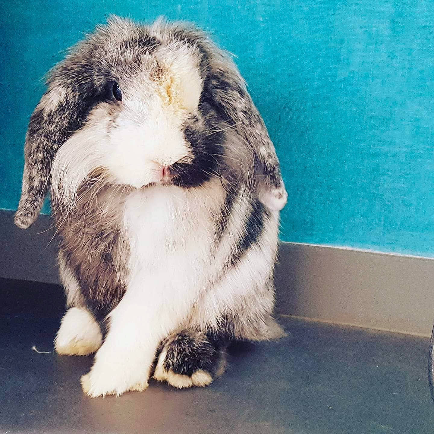 Crunch participe au concours pour gagner de l'argent avec cette photo : angora_rabbit, domestic_rabbit, ear, fur, mammal, rabbit, rabbits_and_hares, snout, whiskers