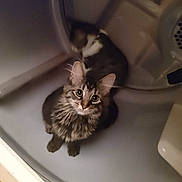 Ducky Mcfluffer Nut joined the competition — help win amazing prizes! abyssinian, angora, animal, appliance, architecture, bathing, bathtub, building, cat, device, electricaldevice, kitten, laundry, manx, outdoors, person, pet, sink, tub, washer