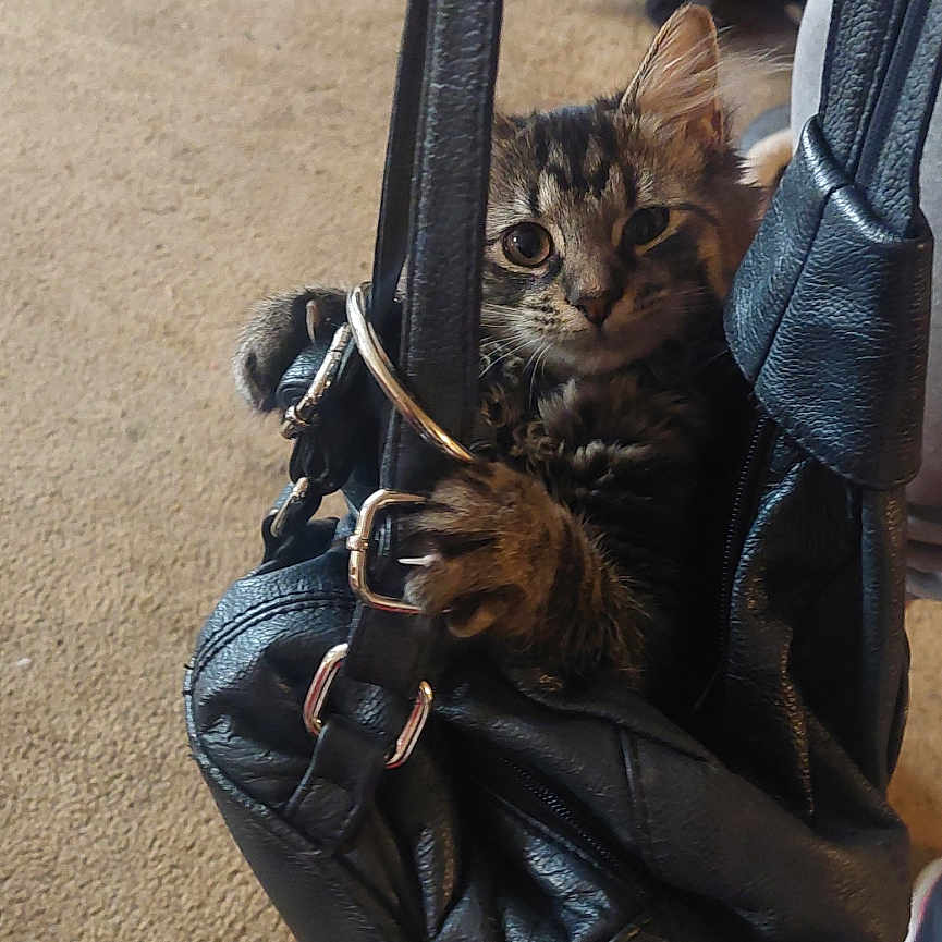 Ducky Mcfluffer Nut is registered to the contest to win money with this photo: abyssinian, accessories, adult, animal, baby, bag, cat, clothing, coat, female, handbag, jacket, kitten, manx, pants, person, pet, purse, strap, woman