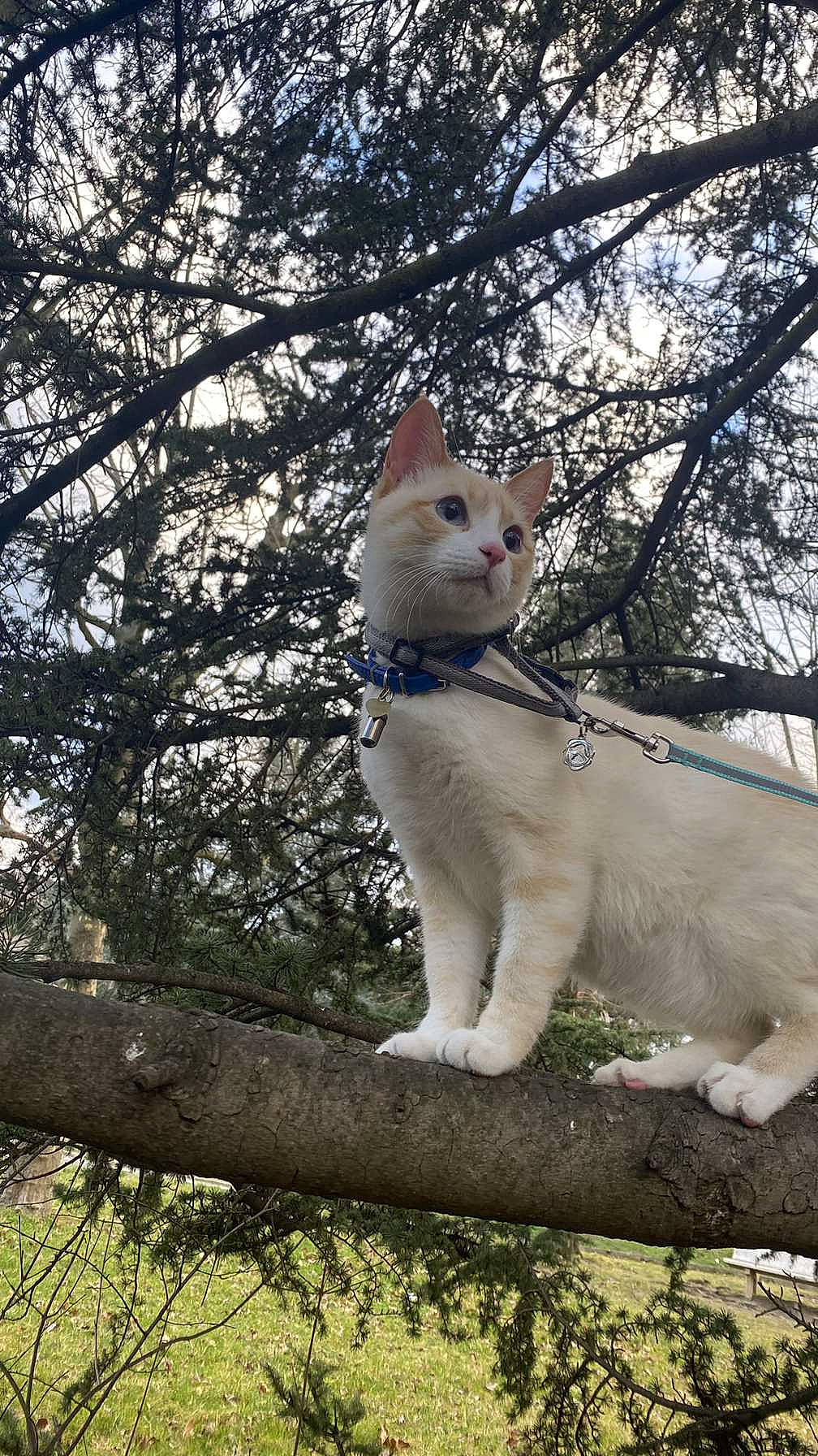 Malo a rejoint le concours — aidez-le/la à gagner de superbes lots ! art, branch, canidae, carnivore, cat, domestic_short_haired_cat, fawn, felidae, fur, grass, plant, sky, small_to_medium_sized_cats, snout, tail, tree, trunk, twig, whiskers, wood