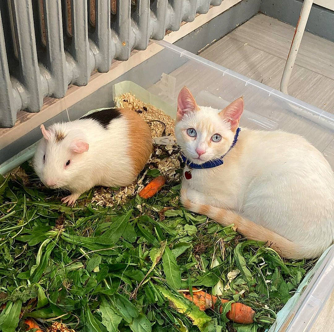 Malo participe au concours pour gagner de l'argent avec cette photo : animal_shelter, cat, composite_material, domestic_short_haired_cat, fawn, felidae, fence, fur, grass, paw, rodent, snout, tail, terrestrial_animal, whiskers