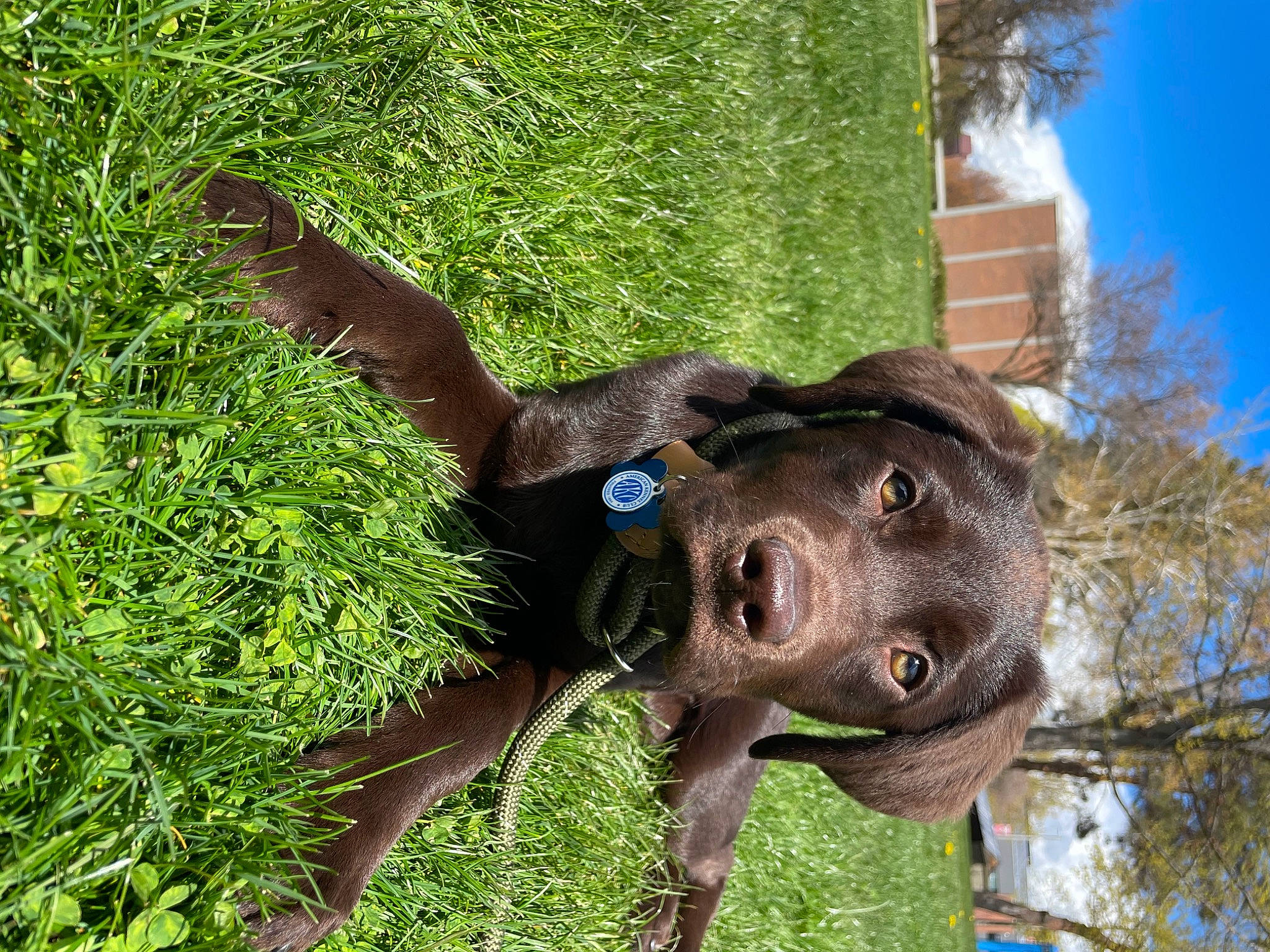 Daytona is registered to the contest to win money with this photo: canidae, carnivore, collar, companion_dog, dog, dog_breed, fawn, grass, groundcover, liver, natural_material, plant, sky, sporting_group, tail, terrestrial_animal, terrestrial_plant, tree, trunk, working_animal