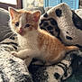 Albus participe au concours pour gagner de l'argent avec cette photo : kitten, cat, orange_and_white, feline, blanket, cozy, indoor, window_light, curious, young_animal, pet, soft_texture, furniture, home, patterned_blanket, whiskers, ears, tail, closeup, domestic_animal