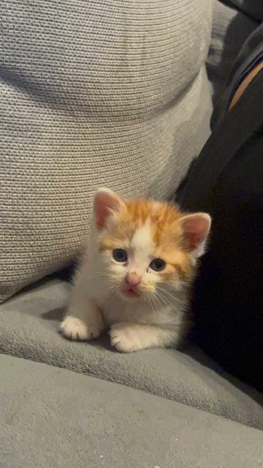 Albus a rejoint le concours — aidez-le/la à gagner de superbes lots ! kitten, cat, pet, cute, orange, white, feline, animal, indoor, couch, cozy, sitting, young, fur, whiskers, small, curious, face, ears, paw