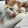 Albus a rejoint le concours — aidez-le/la à gagner de superbes lots ! kitten, cat, orange_and_white, sleepy, paw, blanket, fur, closeup, cute, pet, animal, cozy, resting, face, whiskers, soft, indoors, relaxed, young, feline