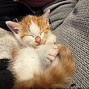 Albus a rejoint le concours — aidez-le/la à gagner de superbes lots ! kitten, cat, sleeping, orange_and_white, fur, paw, tail, cozy, blanket, knitwear, fleece, cute, pet, animal, resting, small, indoor, closeup, soft, peaceful