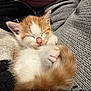 kitten, cat, sleeping, orange_and_white, fur, paw, tail, cozy, blanket, knitwear, fleece, cute, pet, animal, resting, small, indoor, closeup, soft, peaceful