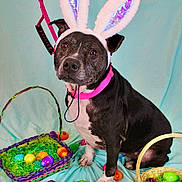 Queenie is registered to the contest to win money with this photo: animal, basket, black_and_white, bunny_ears, colorful, costume, cute, decorations, dog, easter_eggs, fabric_background, festive, holiday, indoors, leash, pet, playful, portrait, sitting, spring