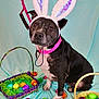 animal, basket, black_and_white, bunny_ears, colorful, costume, cute, decorations, dog, easter_eggs, fabric_background, festive, holiday, indoors, leash, pet, playful, portrait, sitting, spring