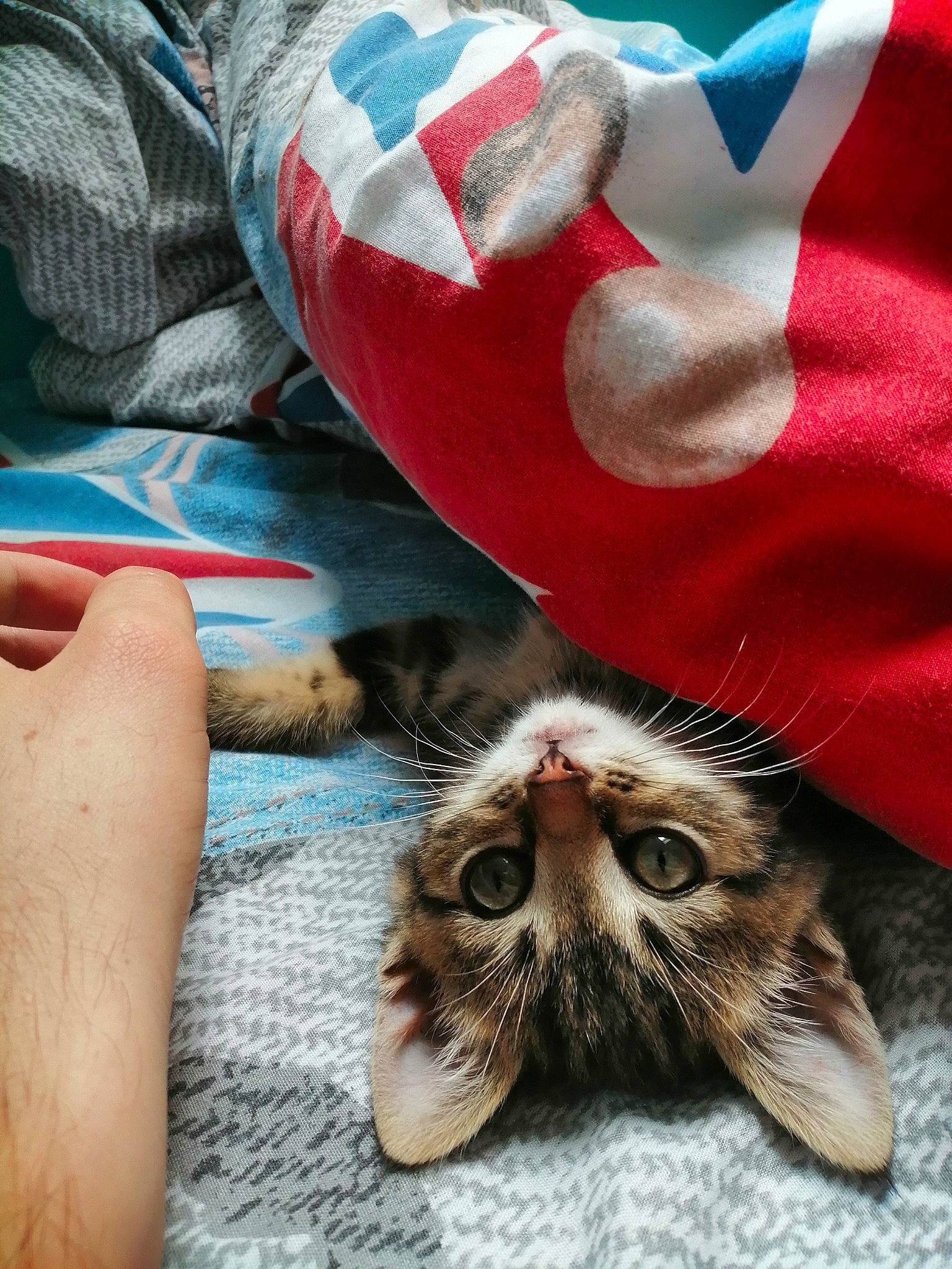 Dinah a rejoint le concours — aidez-le/la à gagner de superbes lots ! american_shorthair, carnivore, cat, claw, european_shorthair, felidae, fur, hand, kitten, paw, pixie_bob, polydactyl_cat, small_to_medium_sized_cats, tabby_cat, whiskers