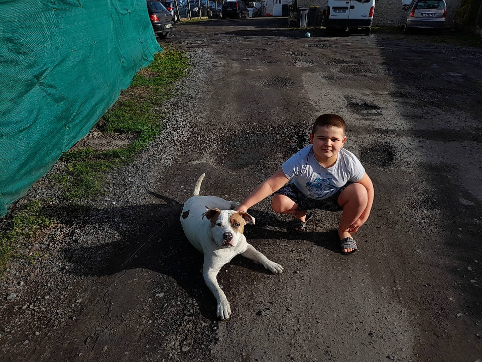 Weiss participe au concours pour gagner de l'argent avec cette photo : asphalt, automotive_tire, carnivore, companion_dog, dog, dog_breed, fawn, grass, leisure, recreation, road_surface, shorts, sidewalk, sitting, smile, sneakers, t_shirt, tail, truck, wheel
