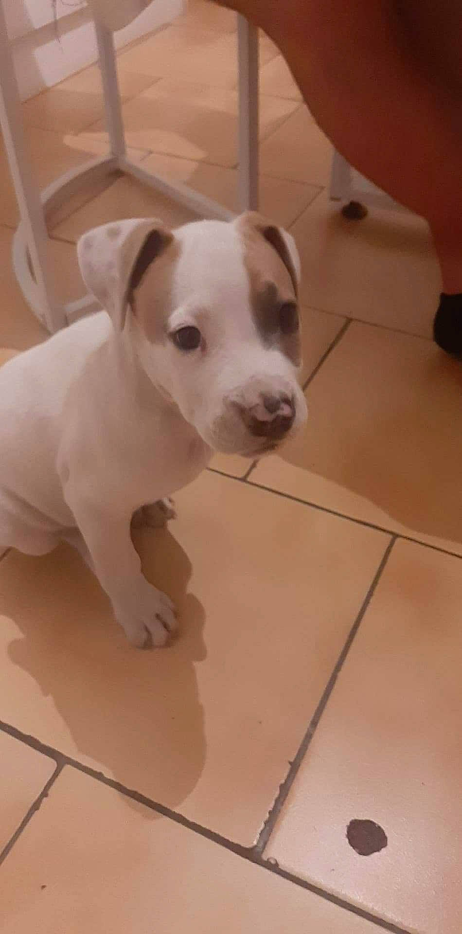 Weiss a rejoint le concours — aidez-le/la à gagner de superbes lots ! canidae, carnivore, companion_dog, dog, dog_breed, dogo_guatemalteco, event, fawn, floor, flooring, hardwood, pet_supply, snout, sporting_group, tail, terrestrial_animal, tile_flooring, whiskers, wood, working_animal