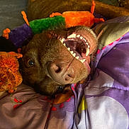 Scooby is registered to the contest to win money with this photo: dog, teeth, smiling, playful, toy, plush, blanket, brown_fur, pet, canine, cute, lying_down, indoor, happy, closeup, fangs, colorful, cozy, relaxed, nose