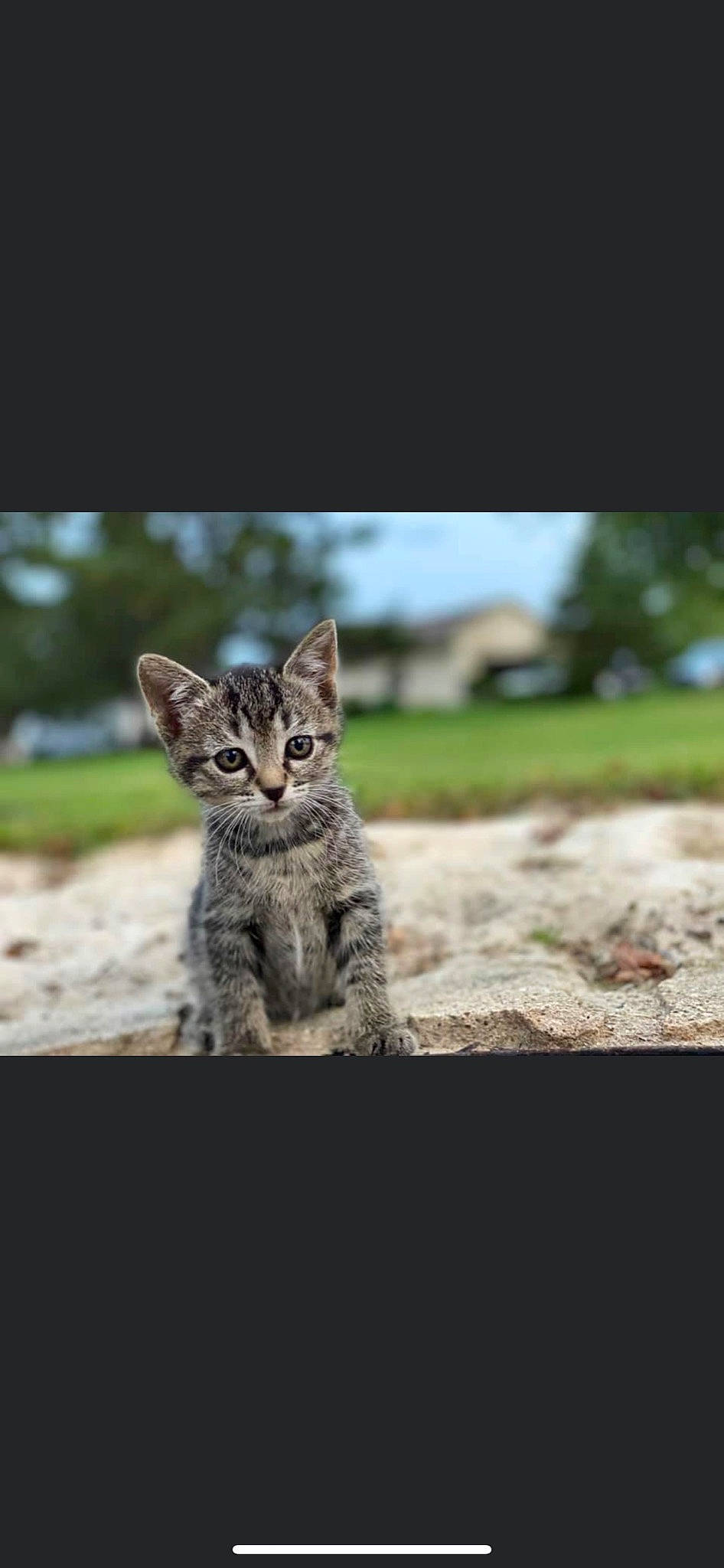 Gibby is registered to the contest to win money with this photo: asian, california_spangled, carnivore, cat, domestic_short_haired_cat, dragon_li, european_shorthair, felidae, kitten, mammal, photography, savannah, small_to_medium_sized_cats, snapshot, snout, tabby_cat, vertebrate, whiskers, wild_cat, wildlife