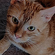 Salto participe au concours pour gagner de l'argent avec cette photo : cat, orange_tabby, close_up, green_eyes, whiskers, fur, pet, animal, curious, resting, texture, indoor, mammal, cute, feline, portrait, domestic_cat, cat_face, ears, nose