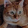 Salto participe au concours pour gagner de l'argent avec cette photo : cat, orange_tabby, close_up, fur, whiskers, ears, eyes, pet, animal, indoor, wood_background, texture, curious, lying_down, face, mammal, domestic_animal, feline, portrait, resting