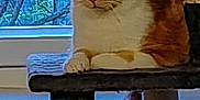 Ziggy a rejoint le concours — aidez-le/la à gagner de superbes lots ! abyssinian, angora, animal, blackcat, cat, chair, closet, cupboard, furniture, handrail, hardwood, kitten, manx, pet, plywood, railing, shelf, siamese, wood