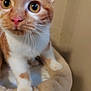 Ziggy a rejoint le concours — aidez-le/la à gagner de superbes lots ! abyssinian, animal, cat, kitten, manx, pet, siamese, wood