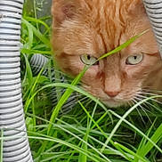 Silou a rejoint le concours — aidez-le/la à gagner de superbes lots ! cat, orange_cat, grass, greenery, outdoor, animal, pet, feline, curious, closeup, nature, pipe, coiled_pipe, whiskers, ears, eyes, face, plant, background, focus