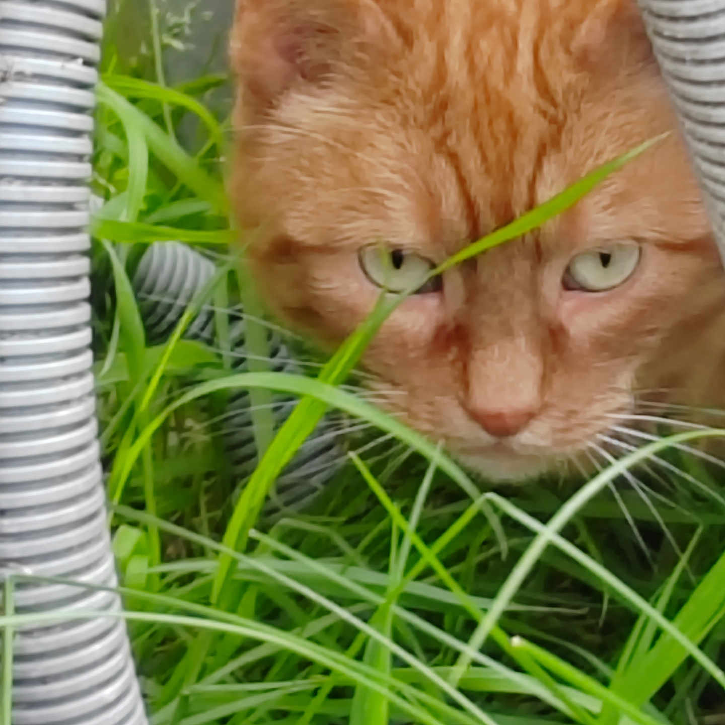 Silou a rejoint le concours — aidez-le/la à gagner de superbes lots ! cat, orange_cat, grass, greenery, outdoor, animal, pet, feline, curious, closeup, nature, pipe, coiled_pipe, whiskers, ears, eyes, face, plant, background, focus