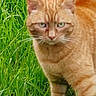 Silou participe au concours pour gagner de l'argent avec cette photo : cat, ginger_cat, animal, grass, outdoor, mammal, feline, pet, nature, closeup, fur, whiskers, ears, eyes, green, background, portrait, walking, wildlife, focus