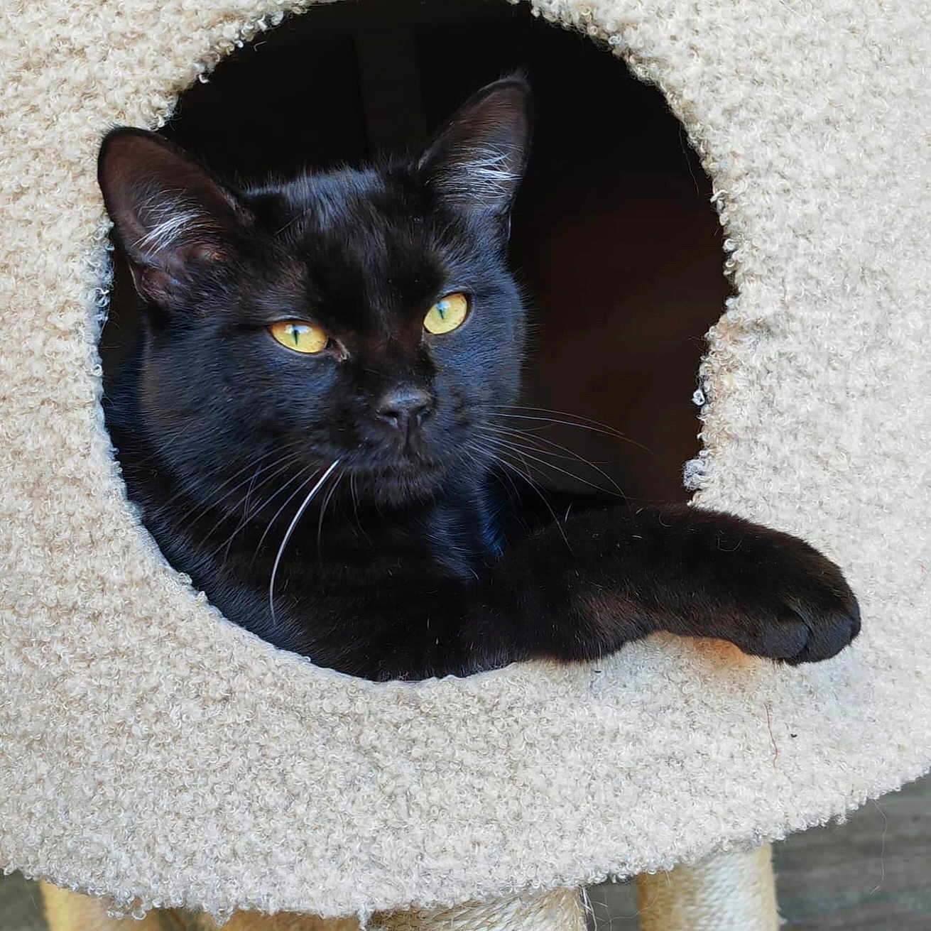 Tippi a rejoint le concours — aidez-le/la à gagner de superbes lots ! black_cat, cat, cat_tree, feline, pet, yellow_eyes, paw, indoor, cozy, relaxed, animal, cute, whiskers, fur, portrait, looking, resting, home, playful, scratching_post