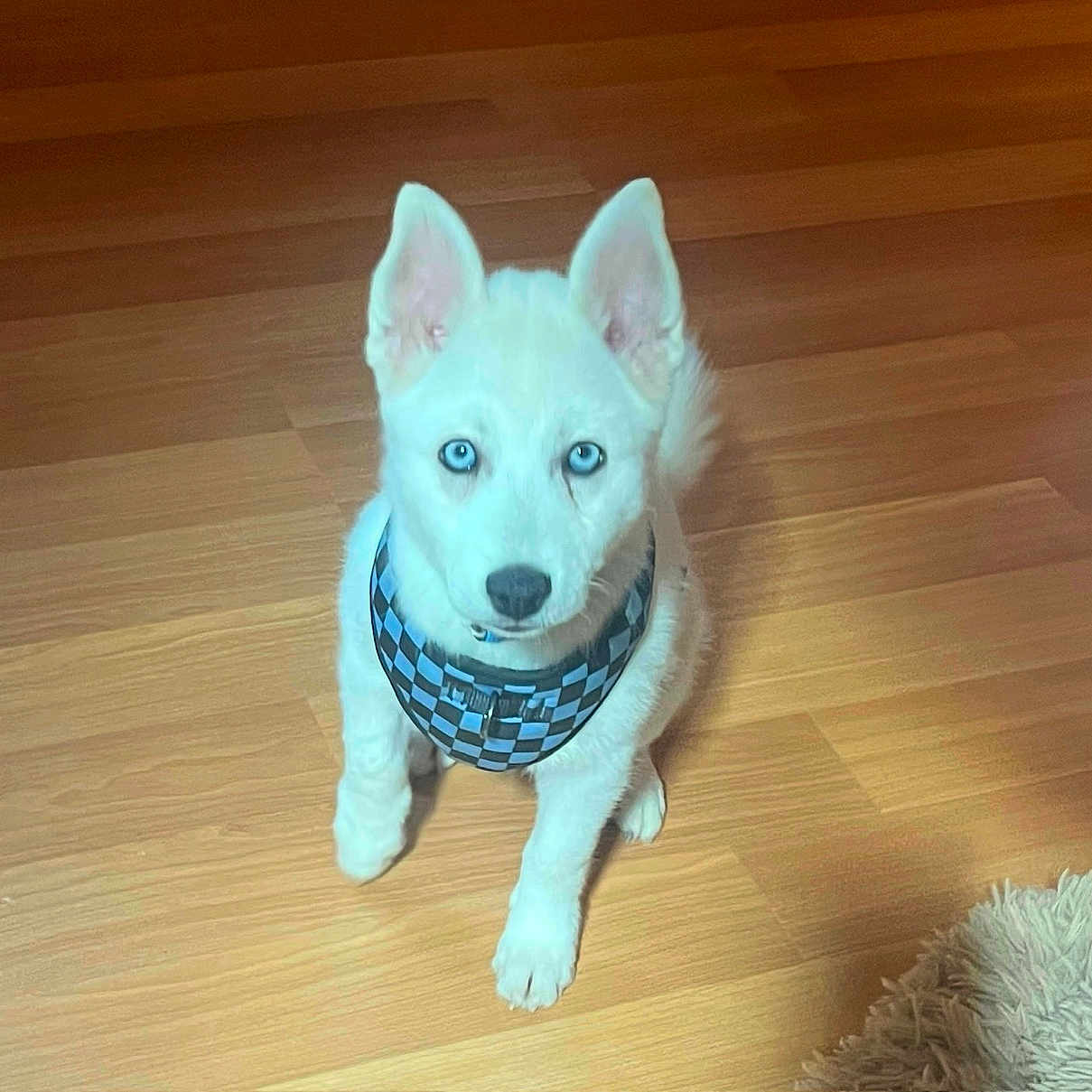 Jax is registered to the contest to win money with this photo: animal, attention, blue_eyes, checkered_pattern, cozy, cute, dog, domestic, flooring, fur, harness, indoor, pet, puppy, rug, sitting, small_dog, white_fur, wooden_floor, young_dog