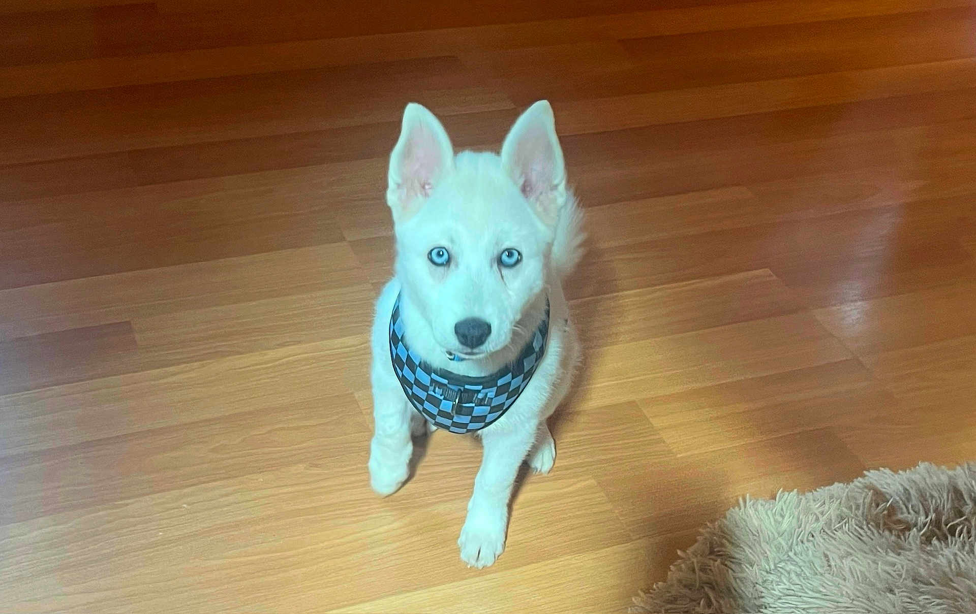 Jax
