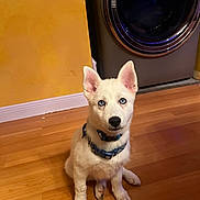 Jax joined the competition — help win amazing prizes! puppy, dog, white_dog, blue_eyes, collar, indoor, wooden_floor, washing_machine, pet, cute, sitting, young_dog, animal, floor, domestic, household, looking_up, ears_up, small_dog, companion