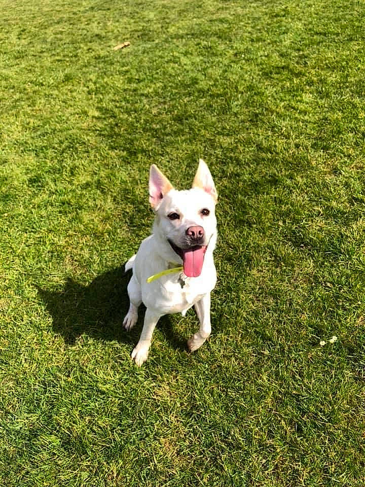 Nicky a rejoint le concours — aidez-le/la à gagner de superbes lots ! canidae, carnivore, companion_dog, dog, dog_breed, dog_collar, grass, grassland, non_sporting_group, pasture, plant, shadow, sporting_group, tail, terrestrial_animal, terrier, toy_dog, working_animal