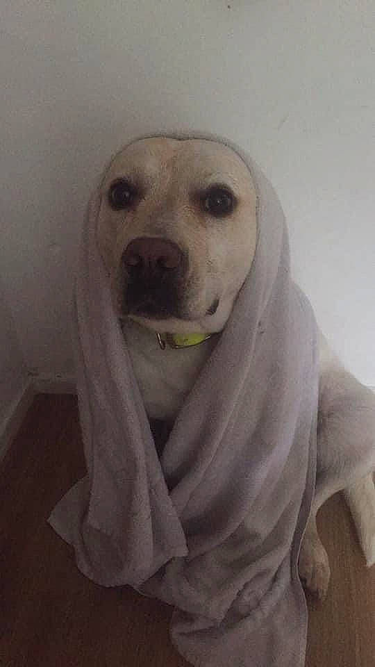 Nicky participe au concours pour gagner de l'argent avec cette photo : canidae, carnivore, companion_dog, dog, dog_breed, dog_supply, fur, head, non_sporting_group, pet_supply, sleeve, smile, snout, sporting_group, whiskers, working_animal