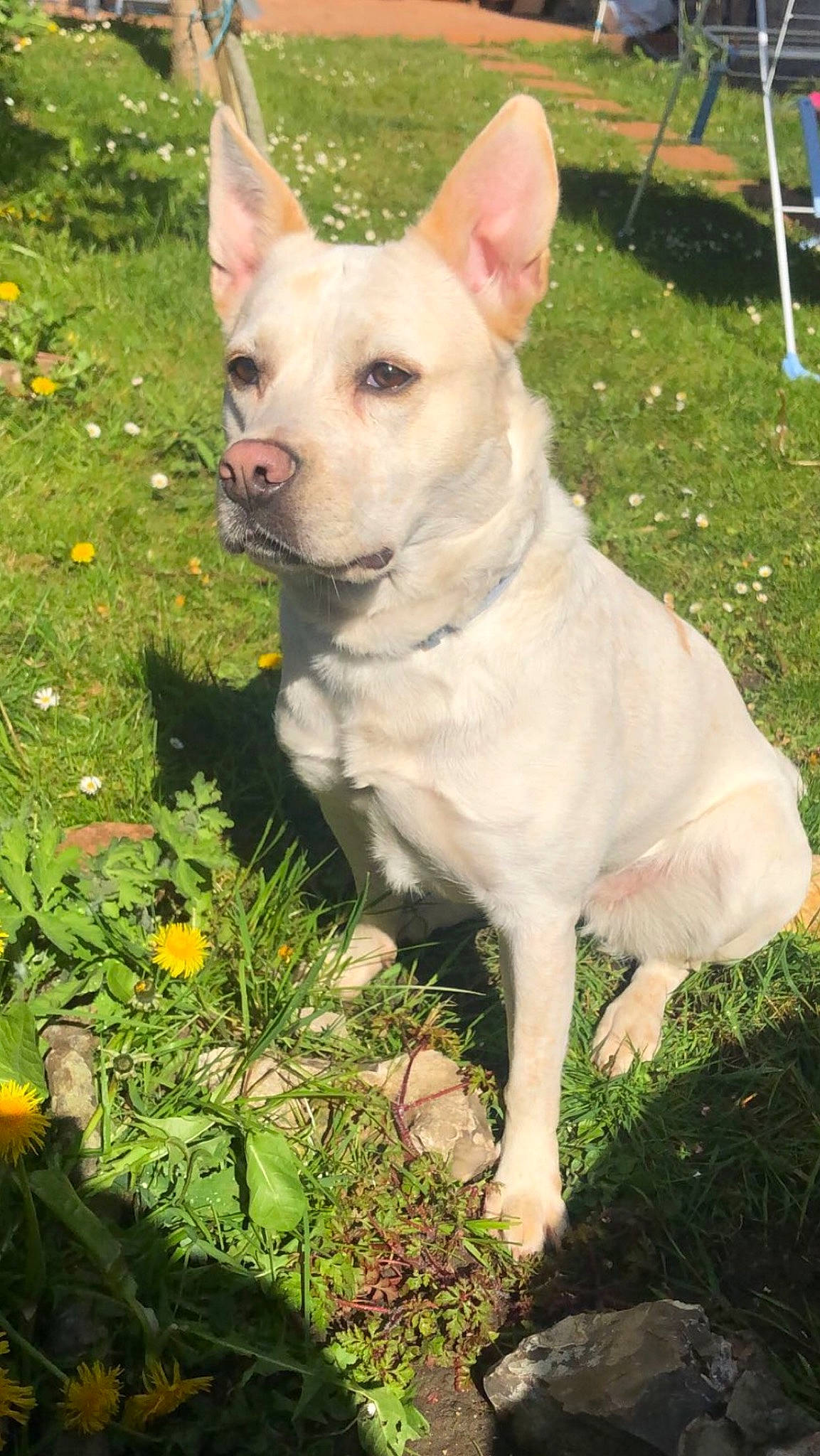Nicky participe au concours pour gagner de l'argent avec cette photo : canidae, carnivore, collar, companion_dog, dog, dog_breed, dog_collar, dog_supply, fawn, flower, grass, herbaceous_plant, non_sporting_group, plant, sporting_group, tail, terrestrial_animal, terrestrial_plant, toy_dog, working_animal